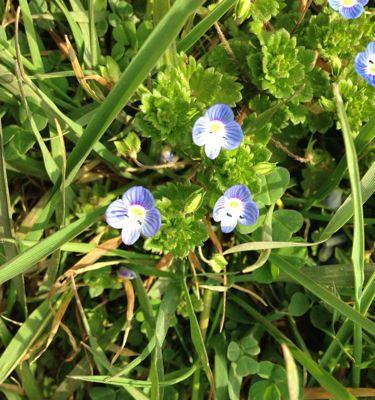 用菊花代表虚心（以菊花为象征）