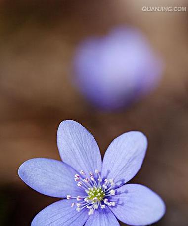 用菊花代表虚心（以菊花为象征）