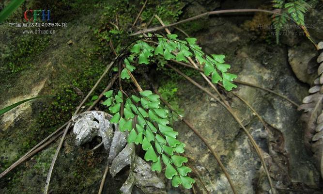 铁线蕨的功效与作用——草本植物中的佳品（探究铁线蕨的营养价值及其药用价值）