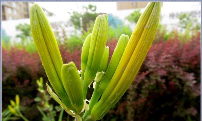 用百合花代表重生的力量（重生如百合）