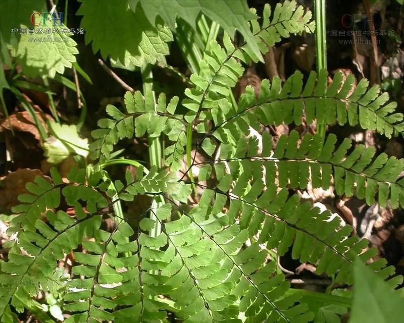 铁线蕨并不是木本植物（揭开铁线蕨真正的面貌）