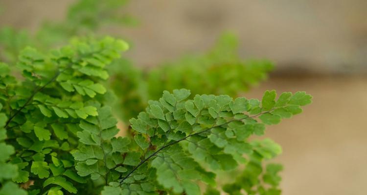 认识铁线蕨的生态和特征（铁线蕨的分类）