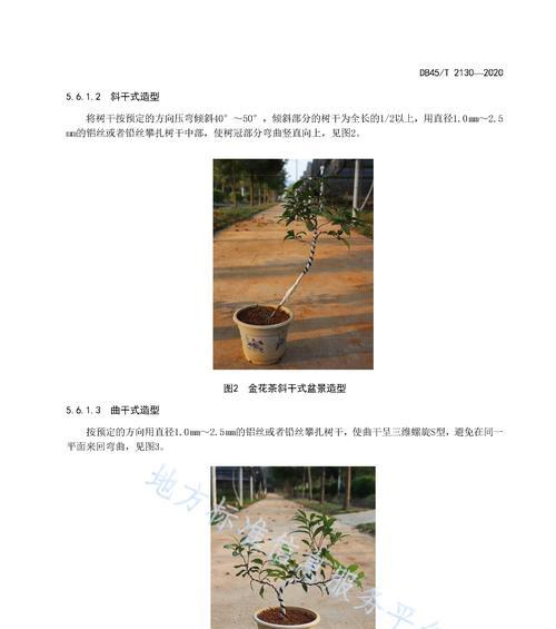 铁线蕨种植全攻略（栽种时间）