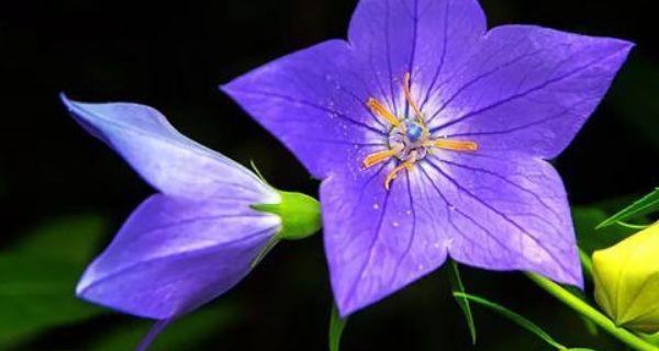 等待爱情的花语——以玫瑰花为例（玫瑰花）