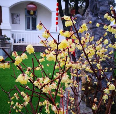 庭院种梅花的益处与栽培技巧（打造美丽庭院）