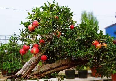 庭院种植石榴，品尝丰收滋味（适宜栽培的位置和方法）