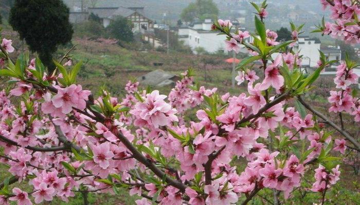 庭院种桃树，品尝甜蜜滋味（桃树栽种）