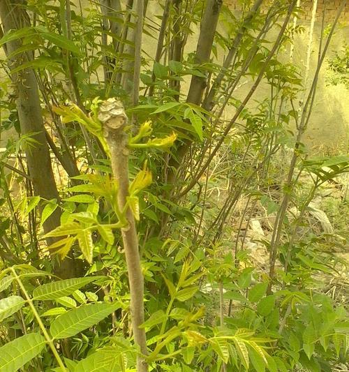 种植香椿树，让庭院更有气息（打造宜人庭院）