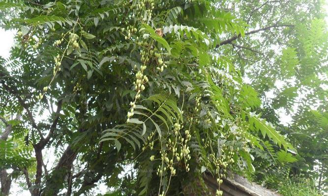 种植香椿树，让庭院更有气息（打造宜人庭院）