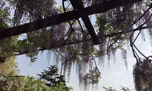 庭院种紫藤的美妙之处（适合栽在庭院的紫藤品种及种植要点）