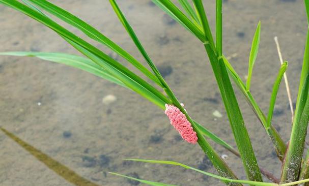 挺水植物大全（了解挺水植物）