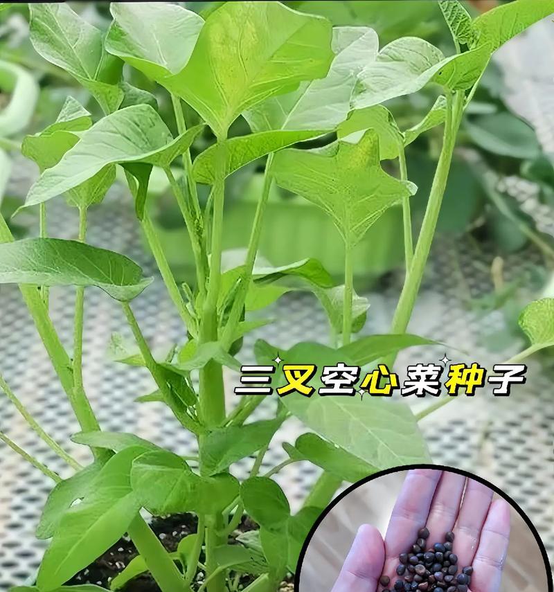 揭秘通心菜——一年四季皆宜的绿色佳肴（了解通心菜的丰富营养）