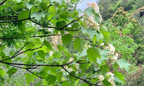 探究桐树开花周期（一年开几次花）