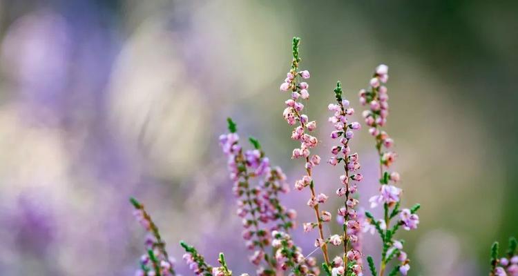 孤独迷茫——寂寞花的花语（探寻内心的寂静与迷茫之旅）