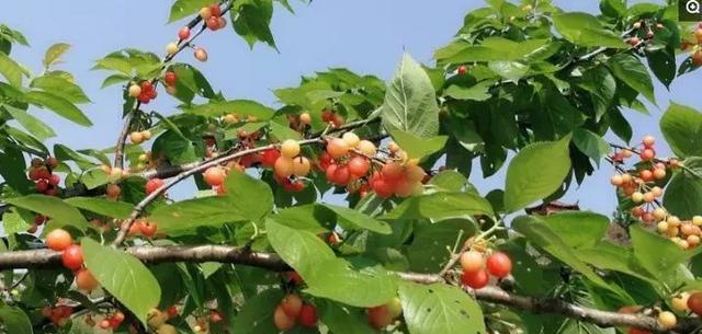 铜川樱桃成熟季节（品尝甜蜜铜川樱桃）