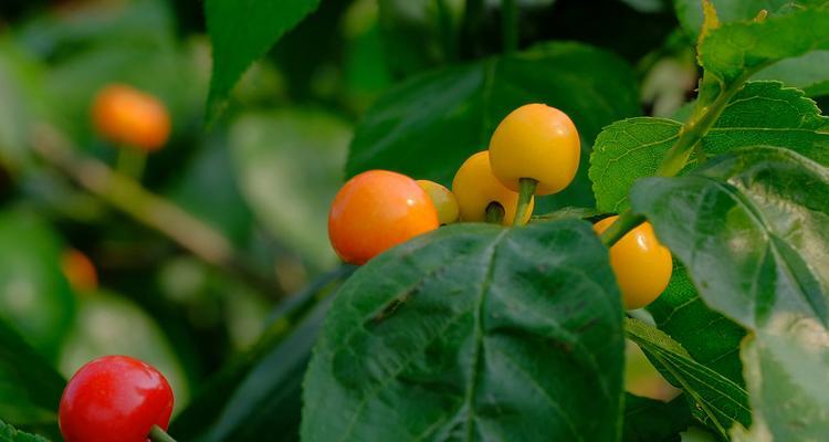 铜川樱桃成熟季节（品尝甜蜜铜川樱桃）