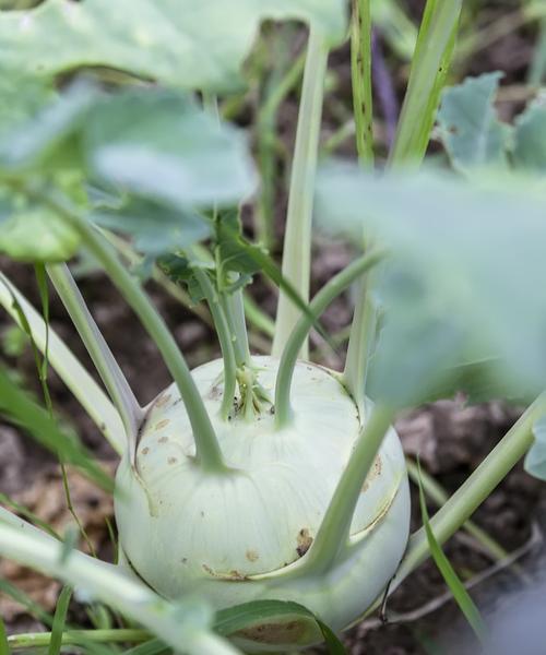 揭秘九头菜，这是它的别名（了解九头菜的9个特点）