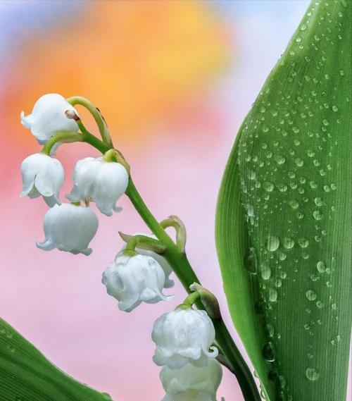 花开花落，一场不容忽视的告别（以百合花的花语探讨结束为主题）