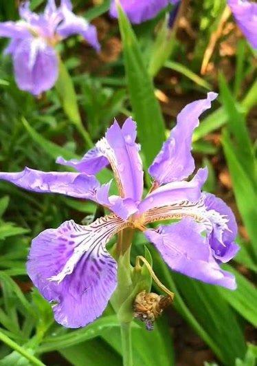 绝望之花——向日葵的花语（揭示内心深处的无尽绝望）