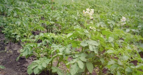 土豆块茎繁殖与种植方法（了解土豆的生命周期与栽培技巧）