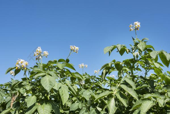 土豆耐寒多少度（了解这些）