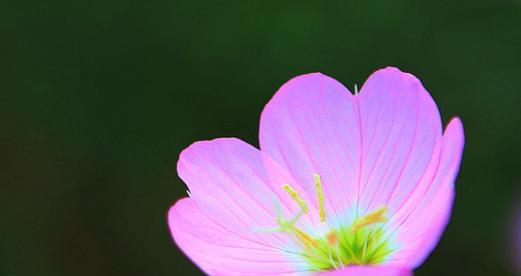 默默守护的爱（用百合花的花语讲述一段默默守护的爱情故事）