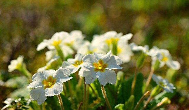 默默守护的爱（用百合花的花语讲述一段默默守护的爱情故事）