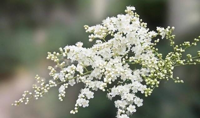 友谊之花（郁金香）