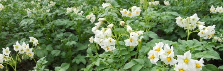 土豆是被子植物，探秘它的分类特征（从形态特征、生物学特性到遗传特征）