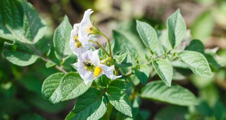 土豆是被子植物，探秘它的分类特征（从形态特征、生物学特性到遗传特征）