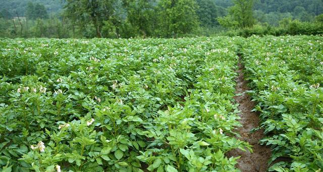 土豆是被子植物，探秘它的分类特征（从形态特征、生物学特性到遗传特征）