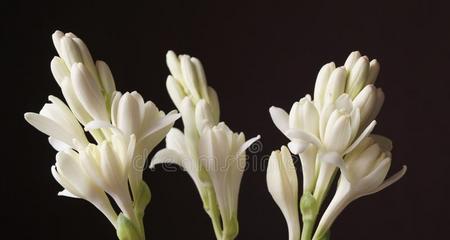 土豆水的花园用途（探索土豆水对花卉的影响及适合浇水的花种）