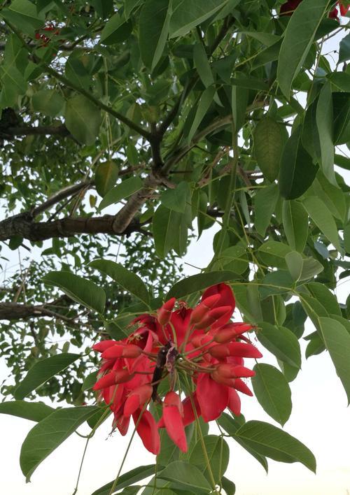 热烈而灿烂——以太阳花为主题的花语（太阳花的花语如火如荼）