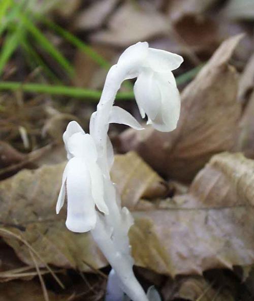 神秘之花（揭开百合花背后的神秘面纱）