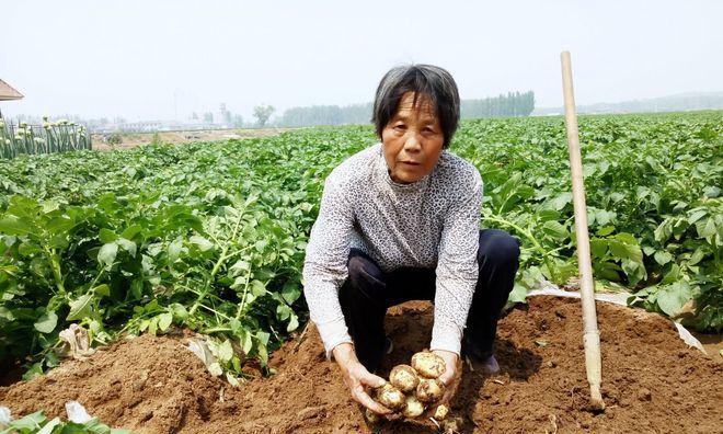 如何判断土豆是否熟透（掌握技巧轻松判断熟度）