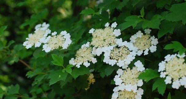 以百合花为主题的守护之花语（用花语传递守护之爱）