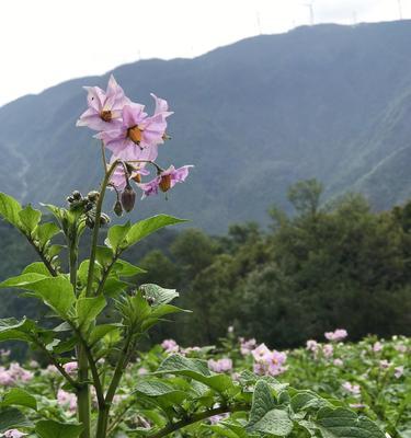 探秘土命人的花卉世界（探秘土命人的花卉世界）