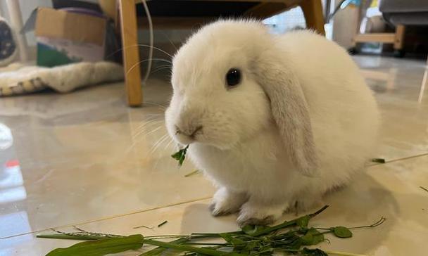 宠物兔能否吃苹果（兔子的饮食规律）