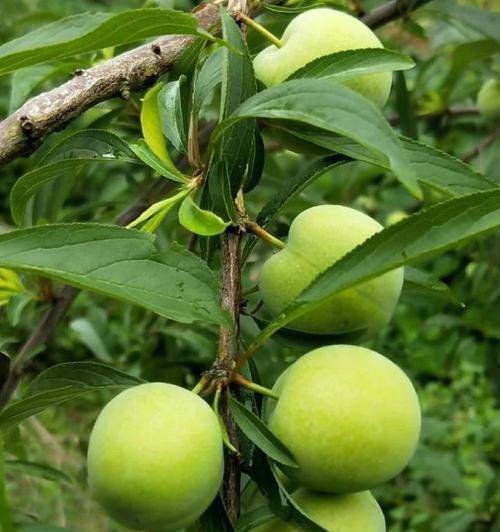 脱骨李的成熟期与上市时间（探究脱骨李的种植及上市情况）