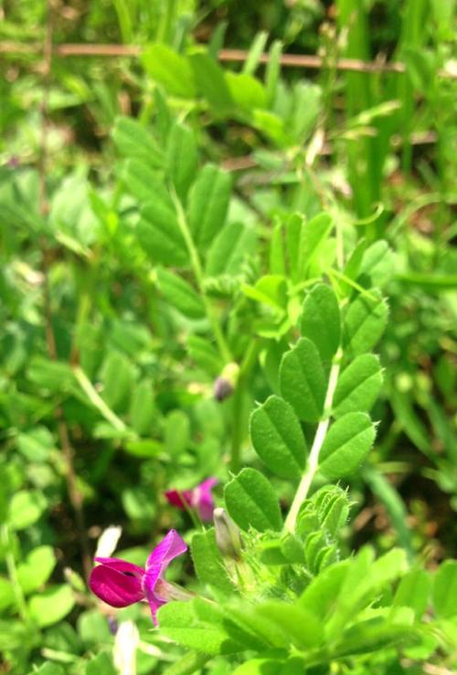 豌豆花叶病的防治方法（了解豌豆花叶病症状）