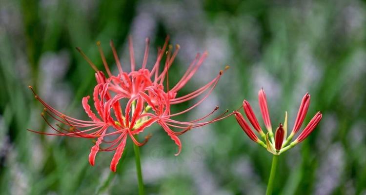 永生之花——玫瑰的花语（以玫瑰为主题）