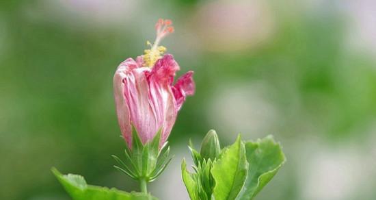 遇见的花语——以康乃馨为主题的花语（康乃馨花语中的遇见之美）