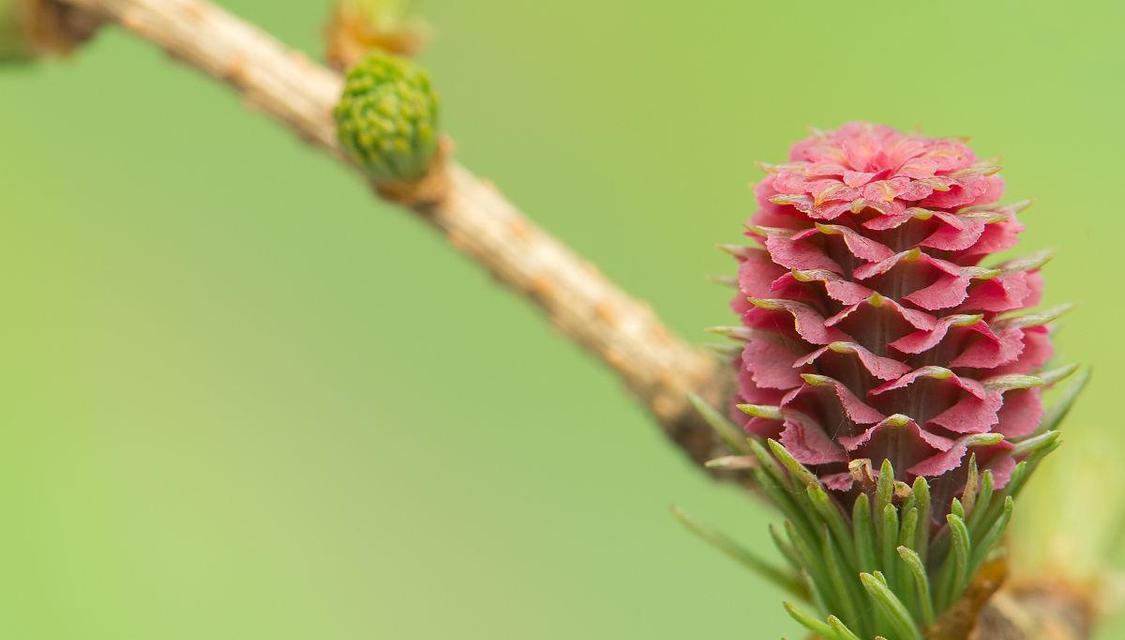 豌豆（探究豌豆的生态特征和对人类的影响）