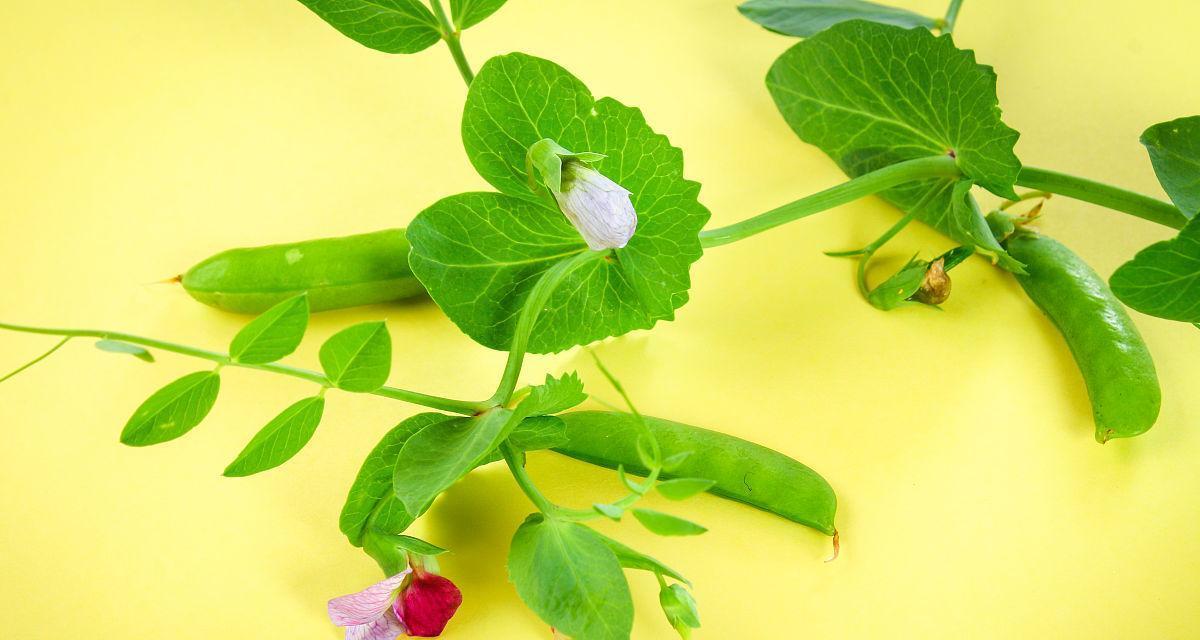 探秘豌豆的植物类型与栽培技巧（豌豆属于豆科植物）