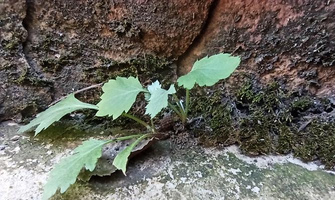 顽强生命力的植物世界（探寻生命力顽强的植物种类及其象征意义）