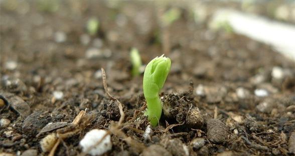 碗豆种植的时间和生长周期（从种植到收获）