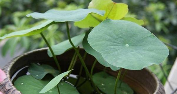 碗莲的种植方法与注意事项（利用沙子种植碗莲）