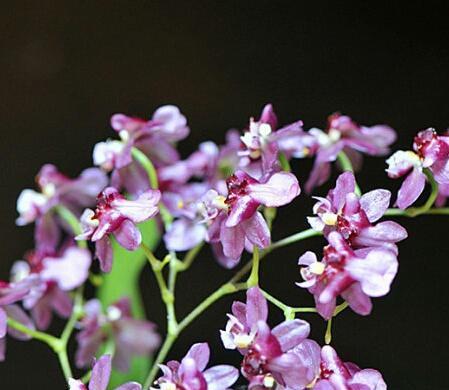 跳舞兰的花语和寓意（跳舞兰的花语）