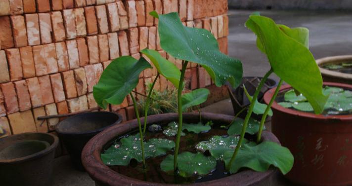 碗莲的种植与养护（了解碗莲的种植时间及方法）