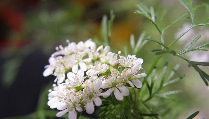 香菜的开花与意义——探究香菜花期及其生物学意义（了解香菜开花的时间和原因）